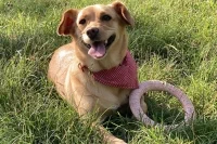 Ruby - Parukářka, Riegrovy sady, Žiž. věž